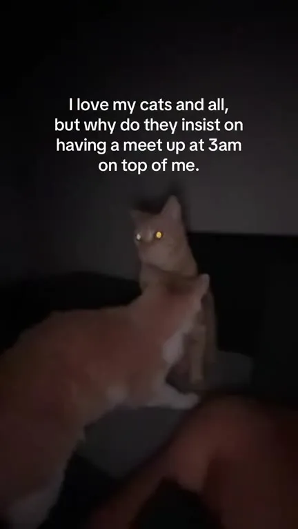 Cats' 3AM Meetup on the Bed