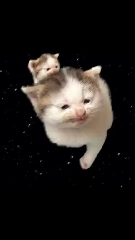 Котята летят под музыку