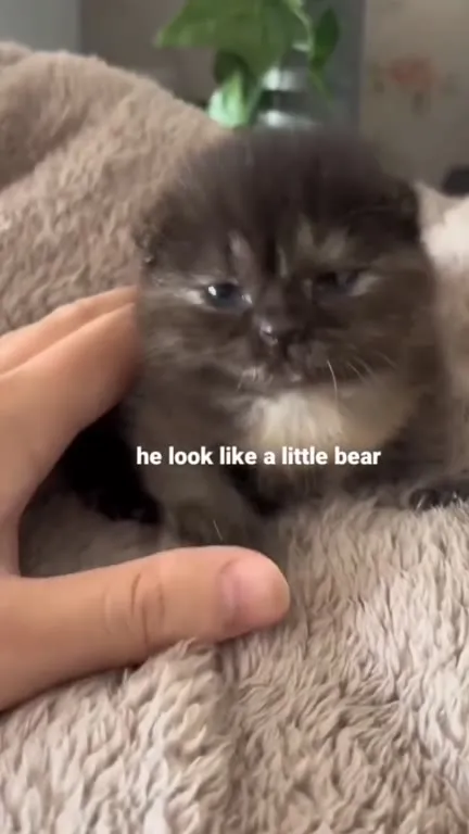 Kitten Looks Like a Little Bear