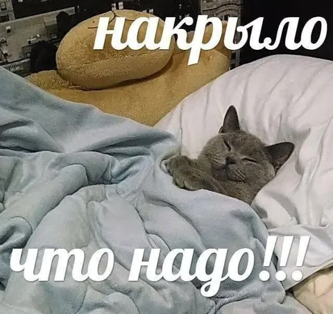 Кота накрыло как надо