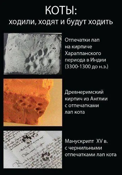 Коты ходили всегда