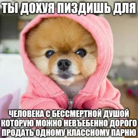 Шиба с бессмертной душой