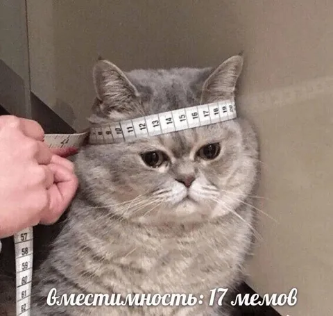 Вместимость кота — 17 мемов