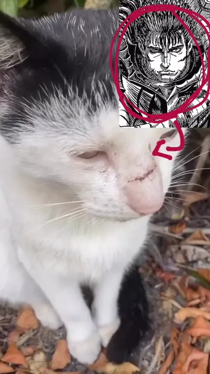 Кот с лицом Гатса