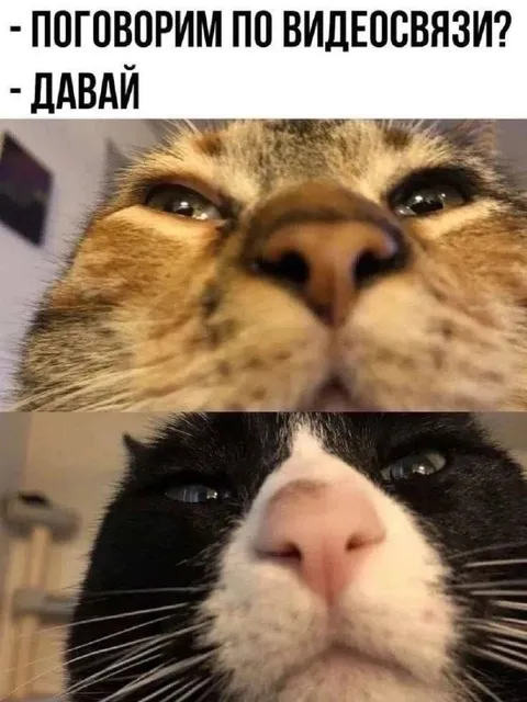 Поговорим по видеосвязи