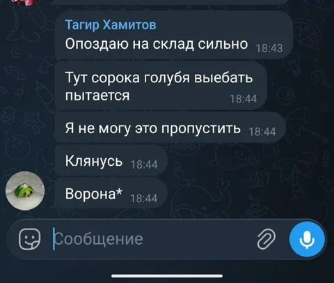 Сорока пытается выебать голубя