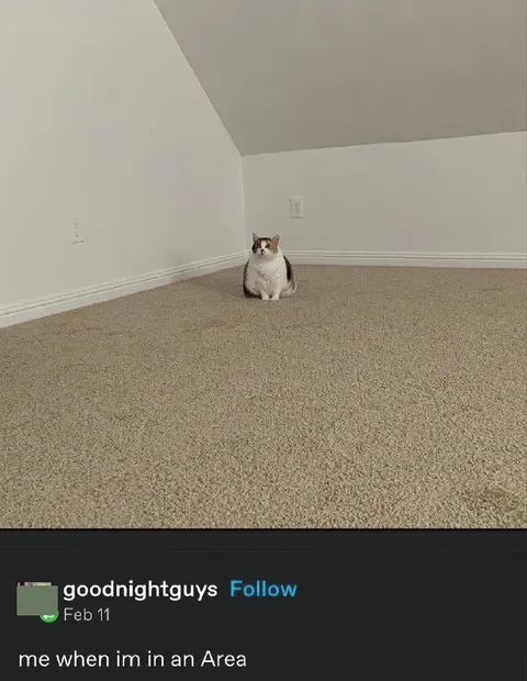 Cat Alone in an Empty Room