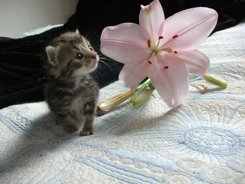 Котёнок и нежная лилия