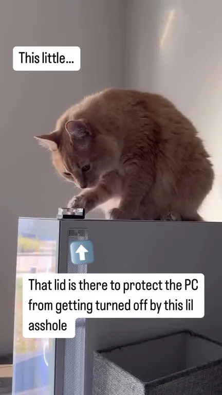 Cat Protects the PC Power Button