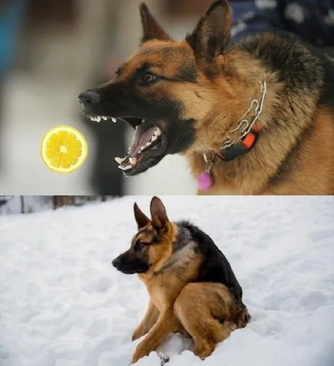 Собака не принимает лимоны