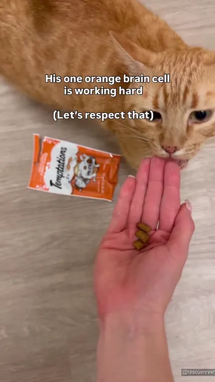 Orange Cat’s One Brain Cell