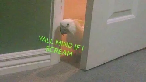 Y'all Mind If I Scream Parrot