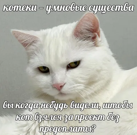 Кот требует предоплату