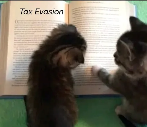 Cats Studying Tax Evasion