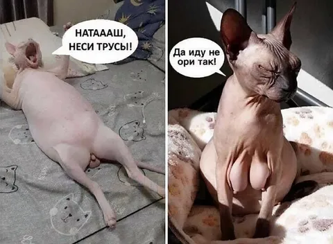 Кот требует принести трусы