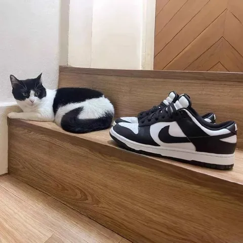 Кот под видом кроссовка