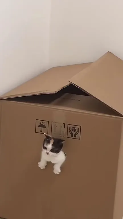 Котёнок выглядывает из коробки