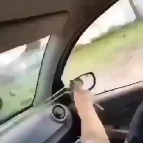 Курица за окном машины