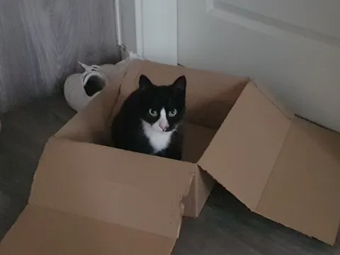 Кот в большой коробке