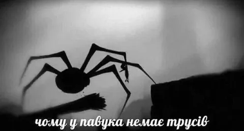 Чому у павука немає трусів