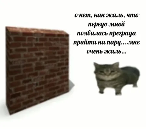 Кот не может прийти на пару