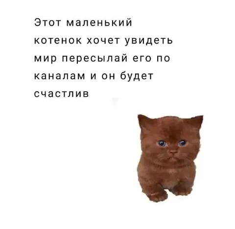Маленький котёнок хочет увидеть мир