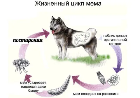 Жизненный цикл мема