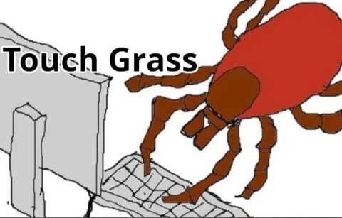 Touch Grass Insect