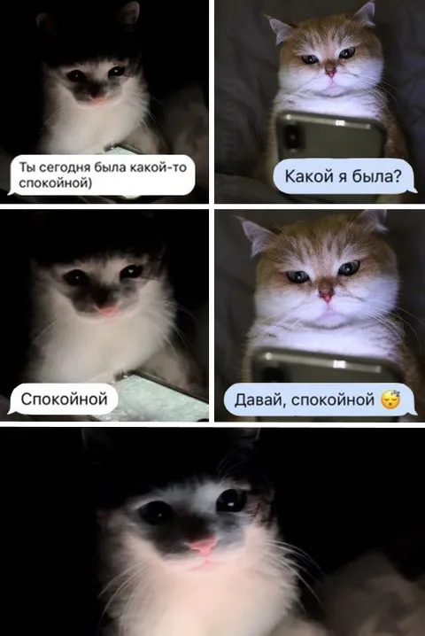 Коты с двусмысленным прощанием