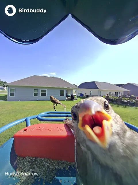 Sparrow in Your Face