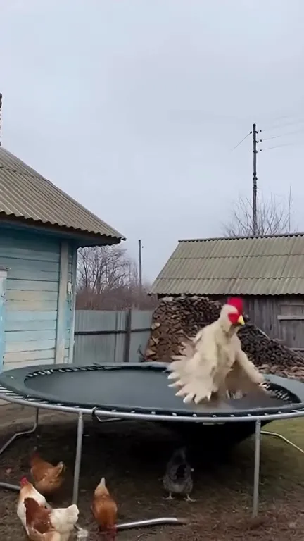 Курица не рассчитала прыжок