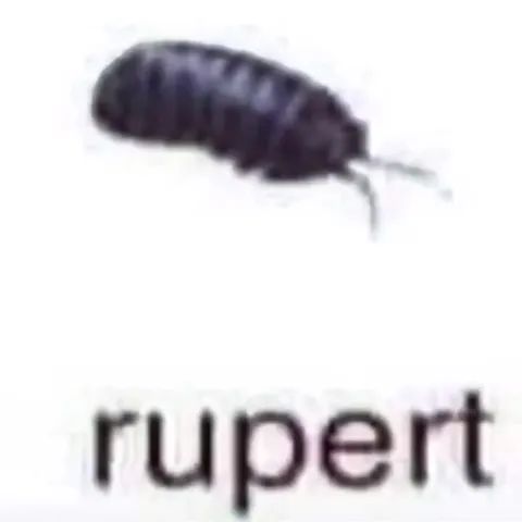 Rupert the Tiny Bug