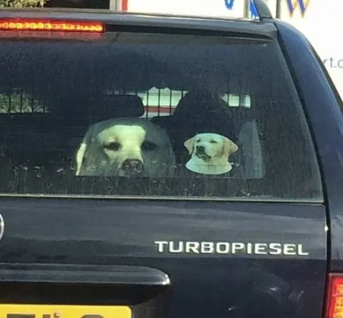 Dogs in the Turbo Diesel