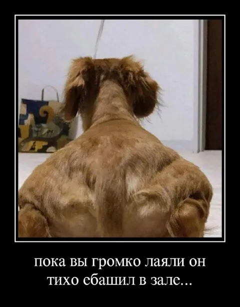 Пока вы громко лаяли