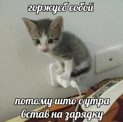 Кот встал на зарядку
