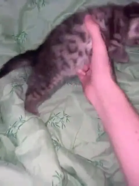 Котёнок, который убегает от руки