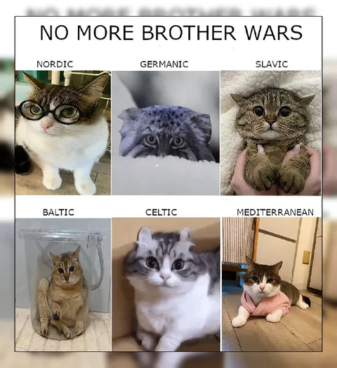No More Brother Wars Cat Regions