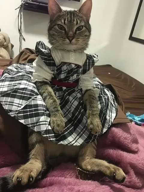 Кот в клетчатом платье
