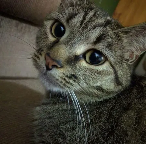 Удивлённый кот крупным планом