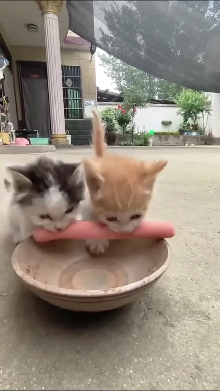 Котята грызут розовую колбасу