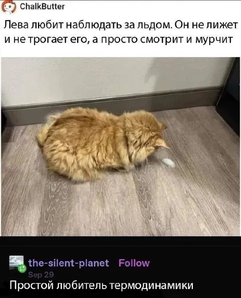 Кот наблюдает за льдом