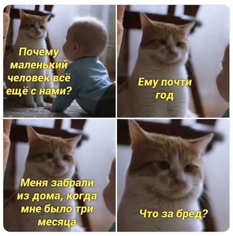 Кот не понимает про младенца