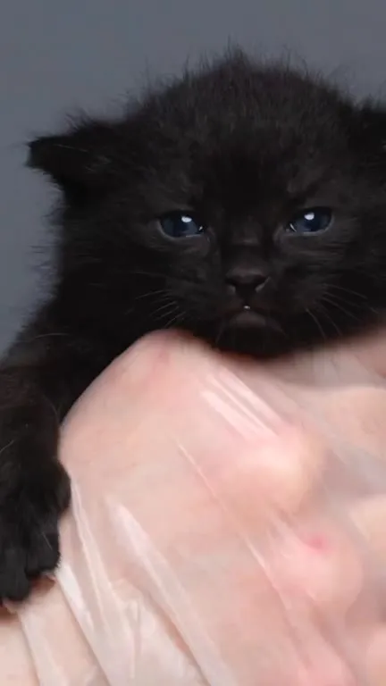 Чёрный котёнок постепенно взрослеет
