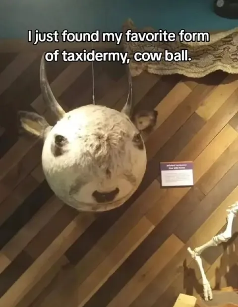 Favorite Form of Taxidermy