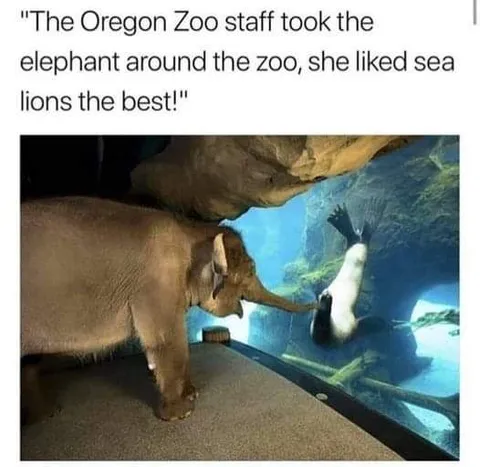 Elephant Loves Sea Lions