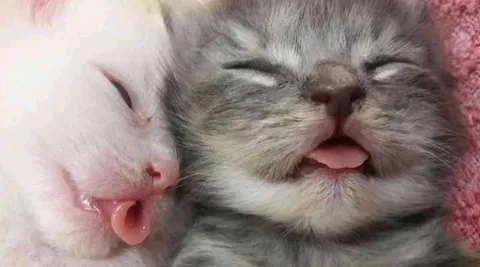Сонные котята крупным планом