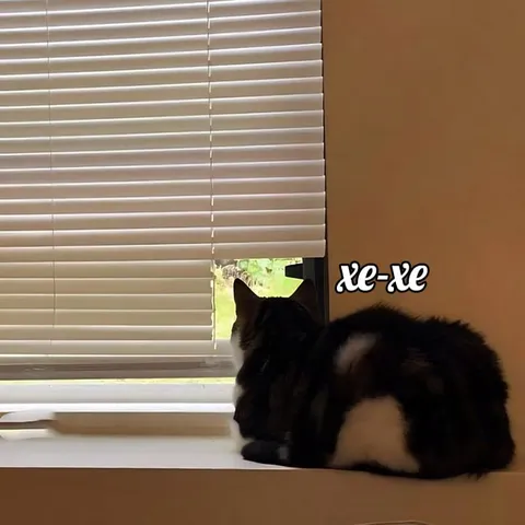 Кот хихикает у окна