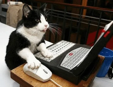 Кот работает оператором