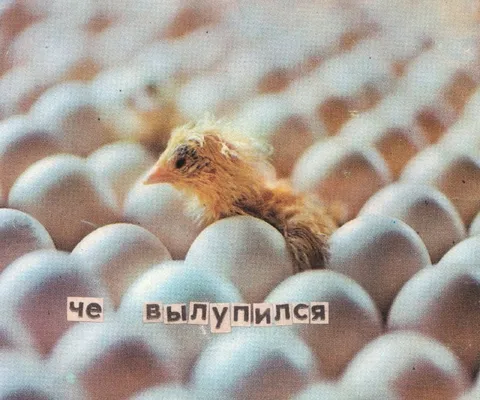Цыплёнок вылупился