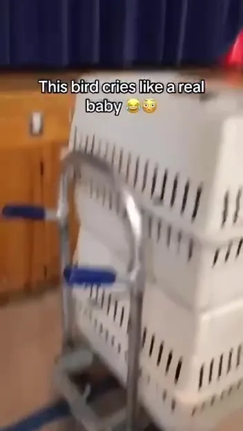Bird Cries Like a Baby